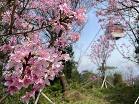 龍尾穴|龍年最強走春行！北市「2應景步道」祈福兼賞櫻 平台。